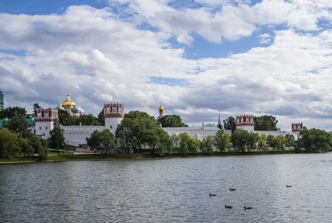 Утки на Новодевичьем пруду