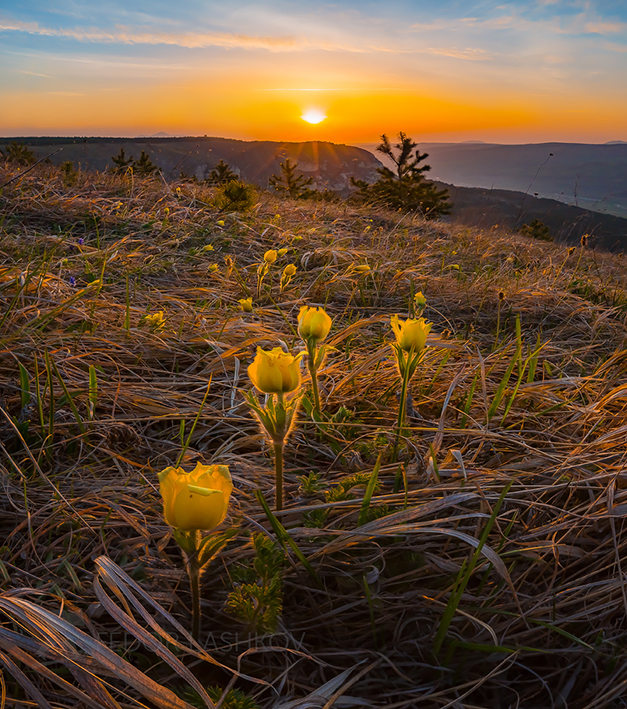 Магия цветка