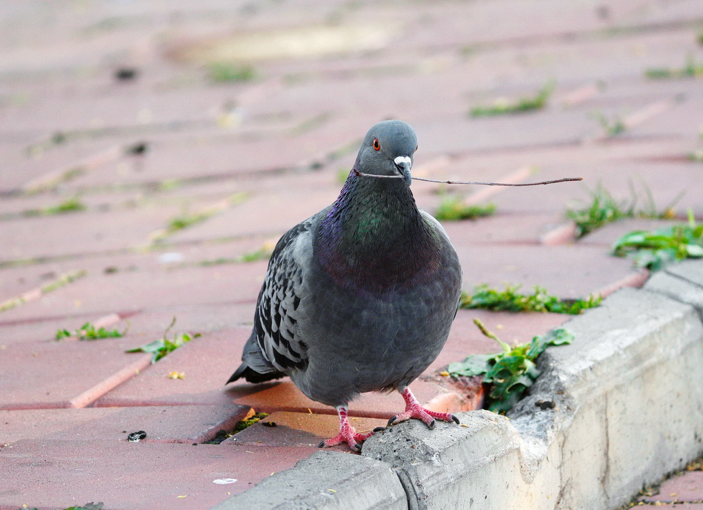 Моя ! Никому не отдам.