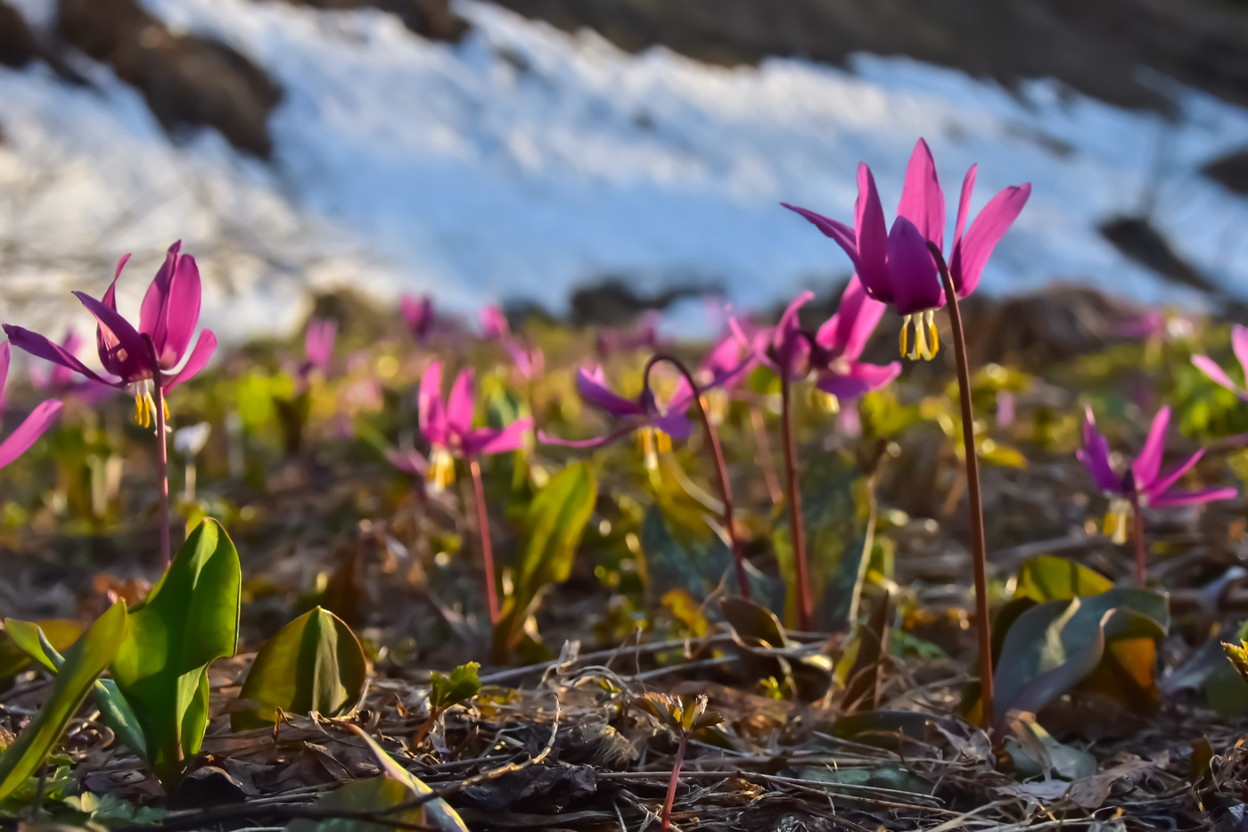 Первые весенние цветы кандыки