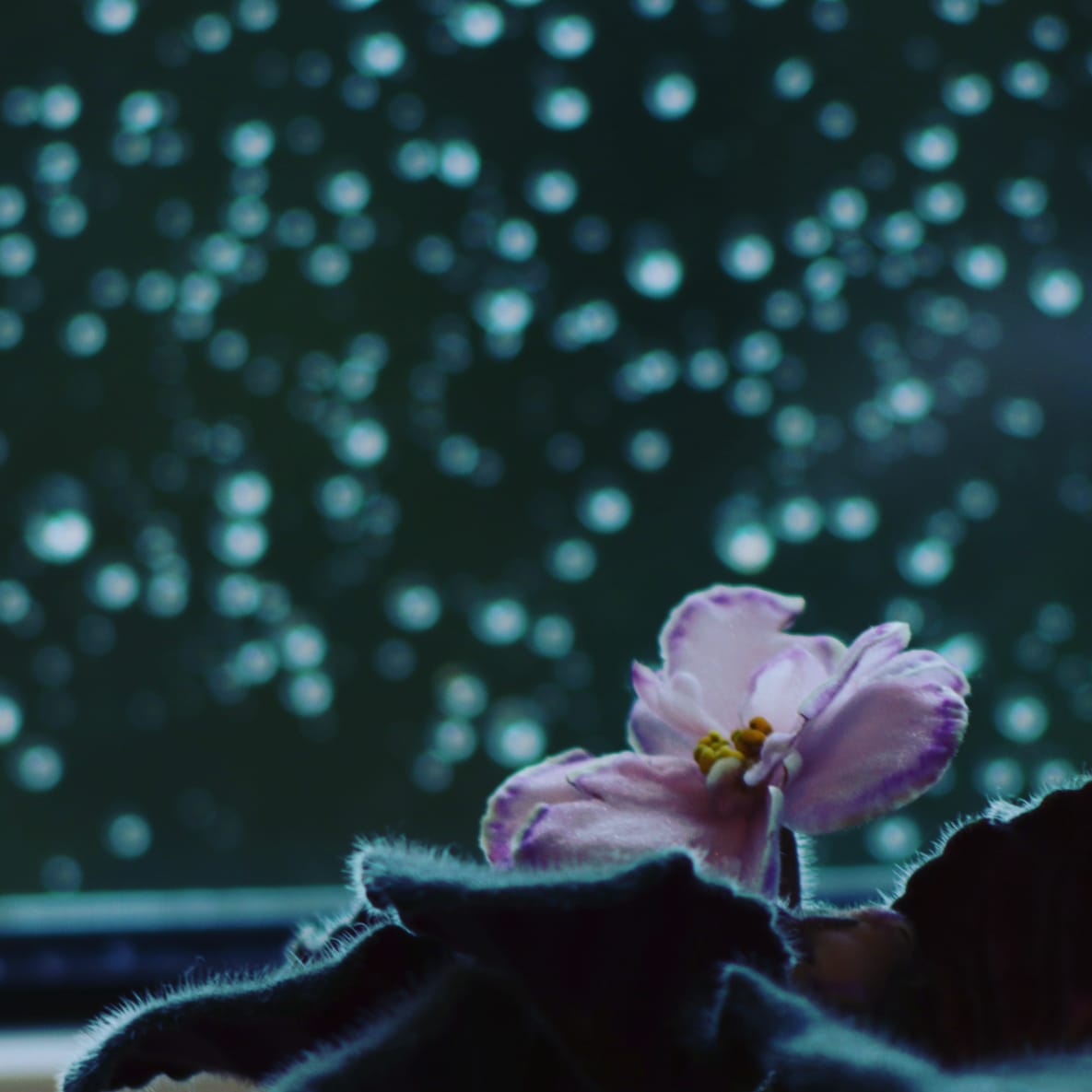 вечерняя фиалка