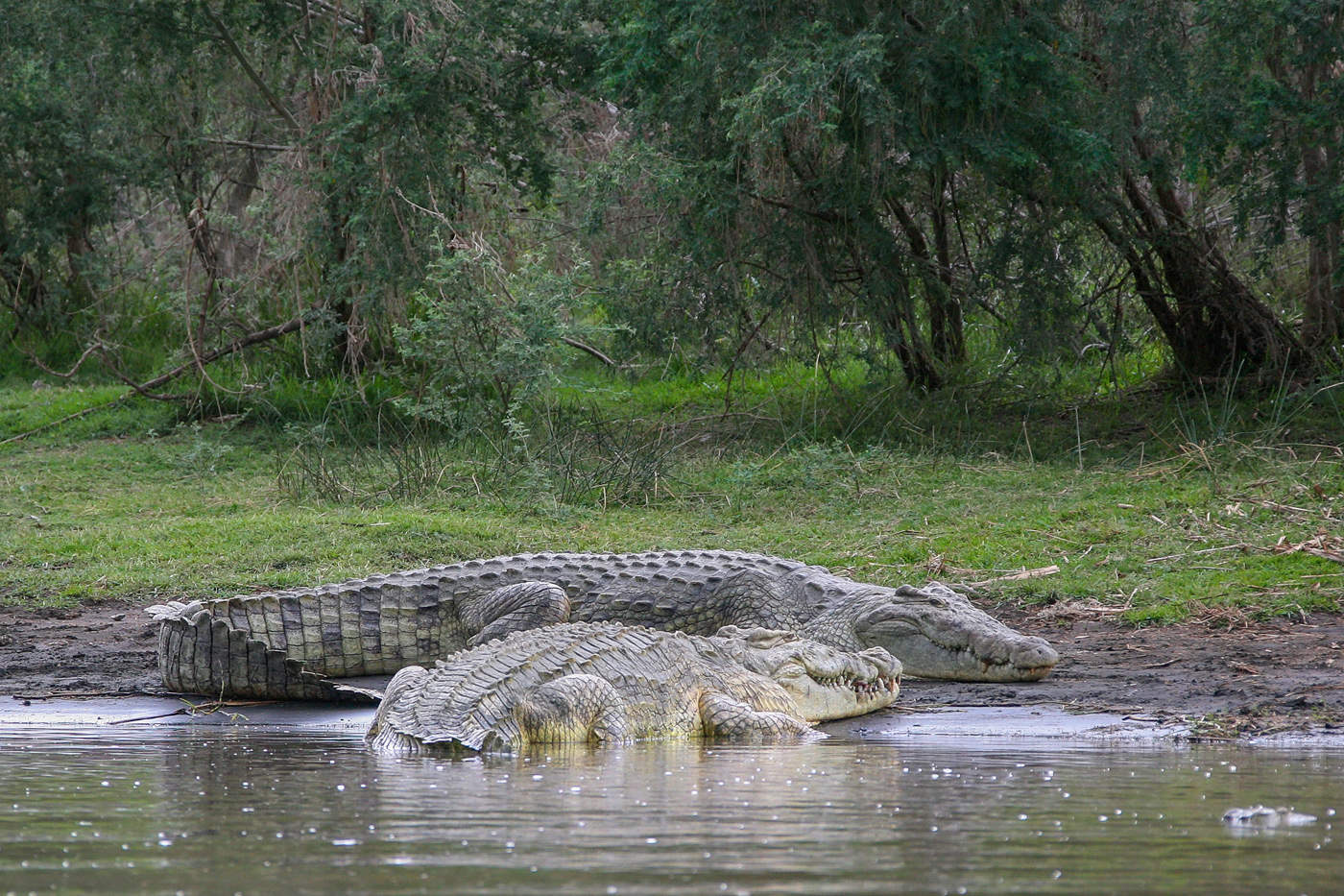 "И крокодилы тоже плачут,...