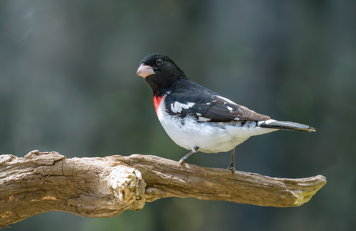 Rose-breasted Grosbeak (male)