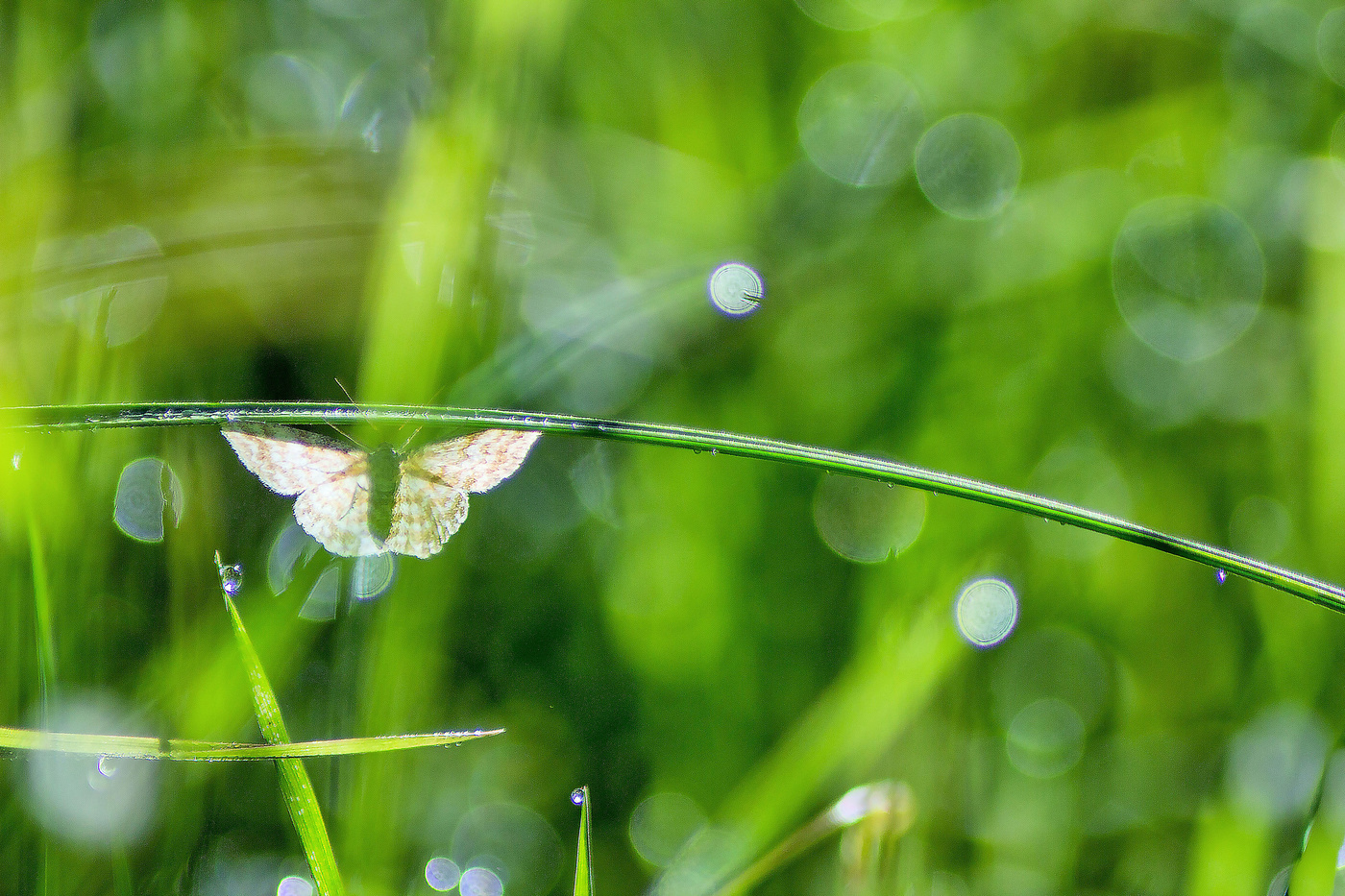 Июнь - уже воспоминание...