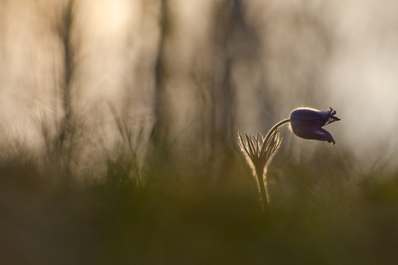 Будет сниться апрель