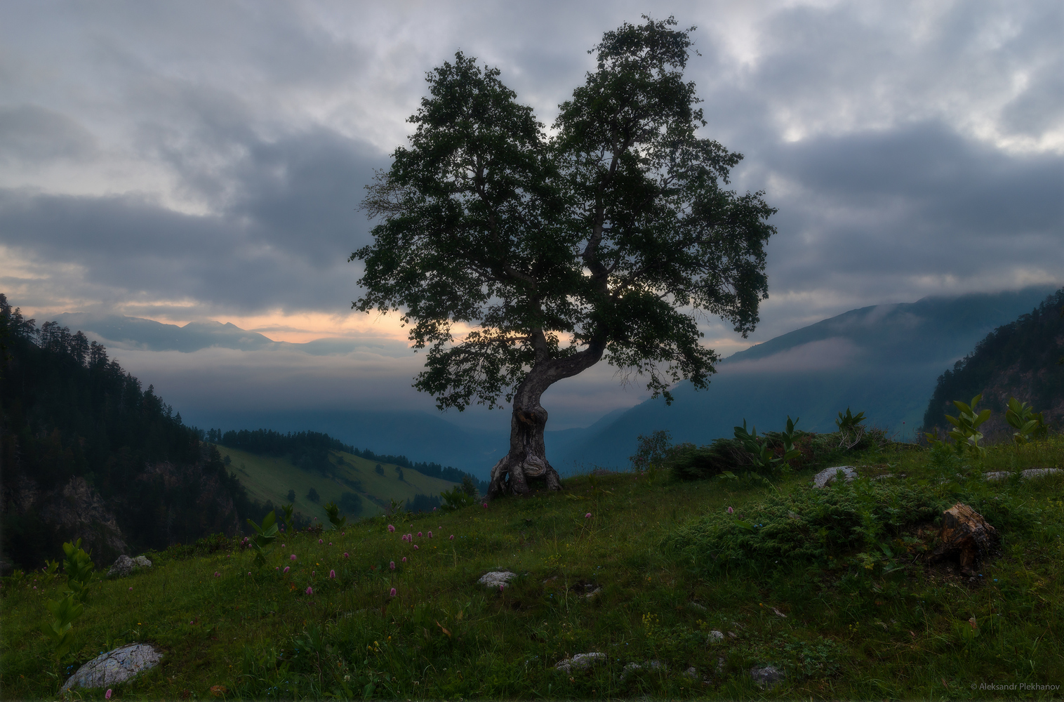 Одинокое утро