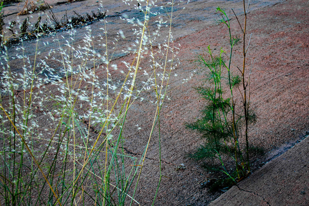 Сквозь бетон...