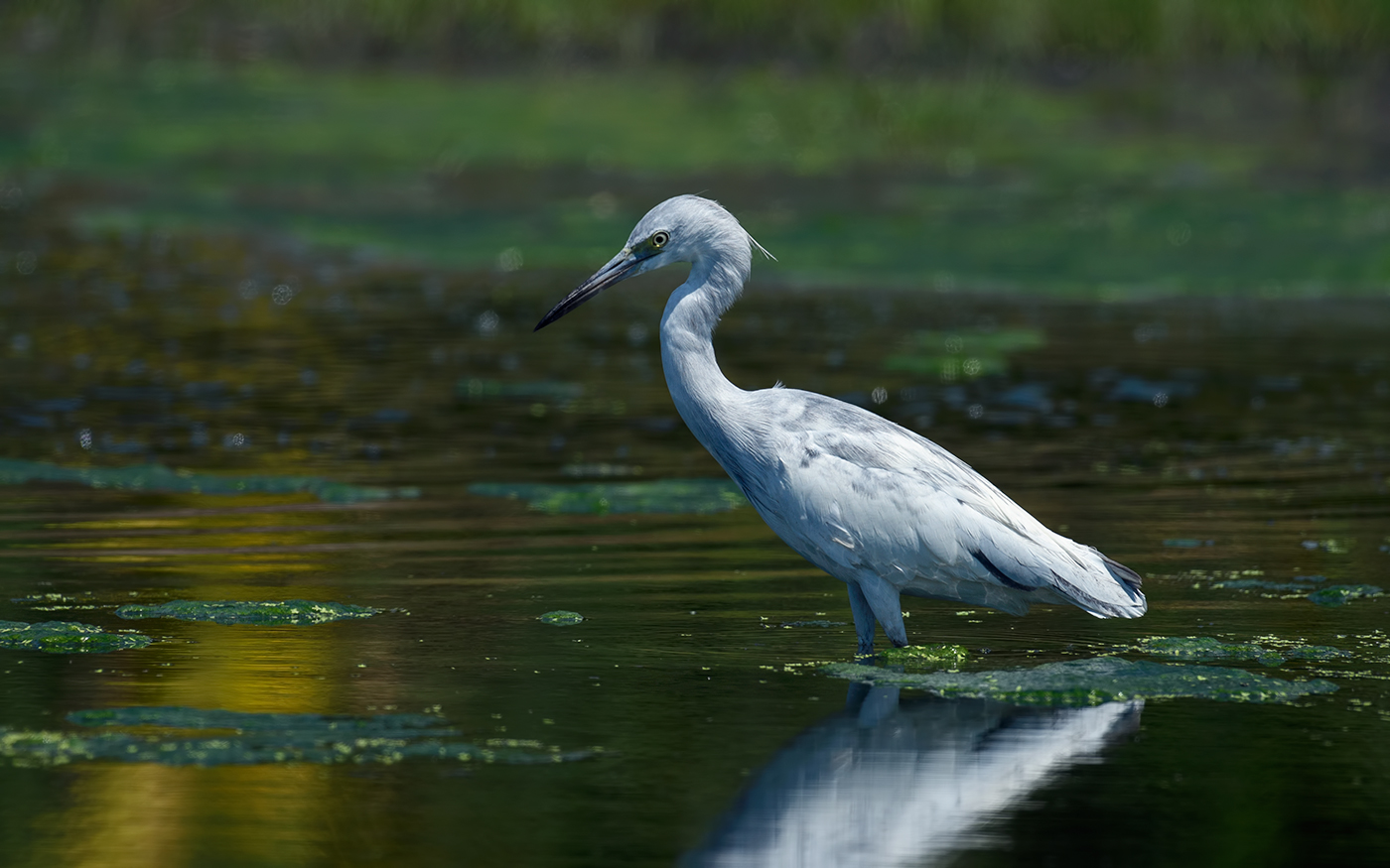 Little blue heron~juvenile