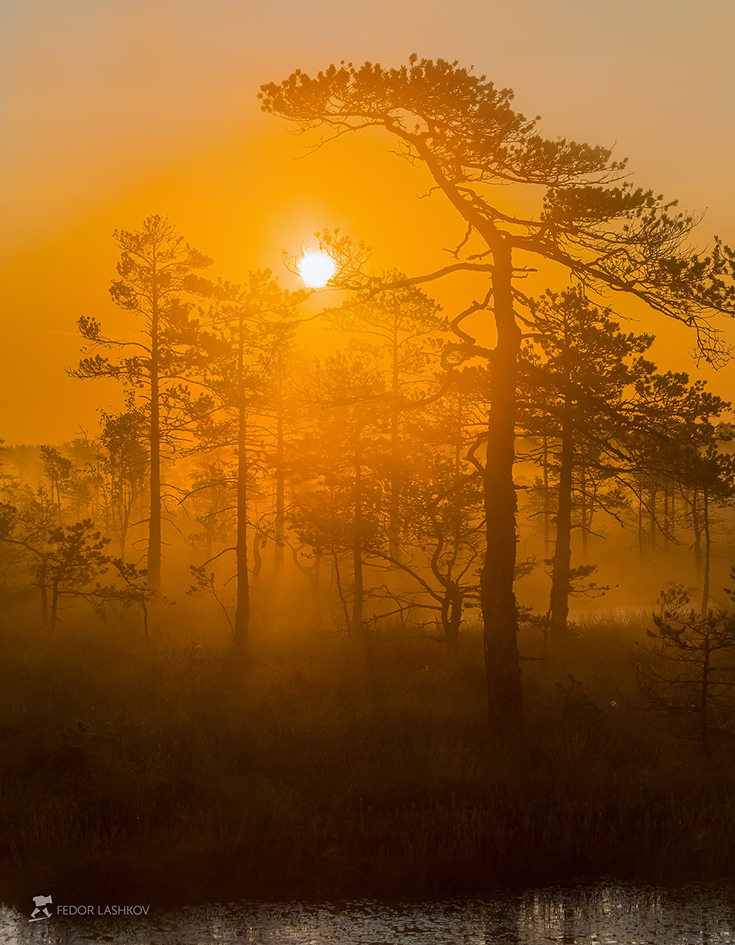 Из серии «Оранжевый мир»