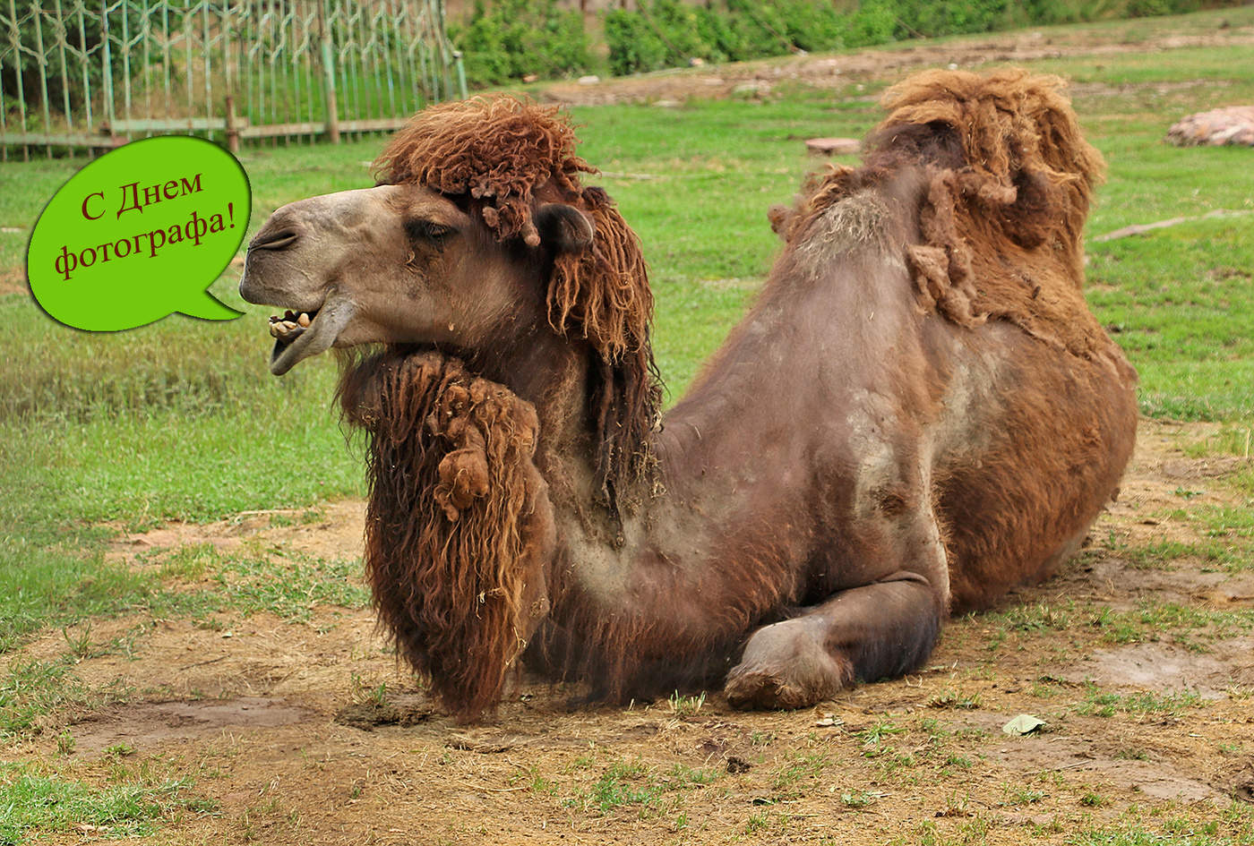 С Днем фотографа!