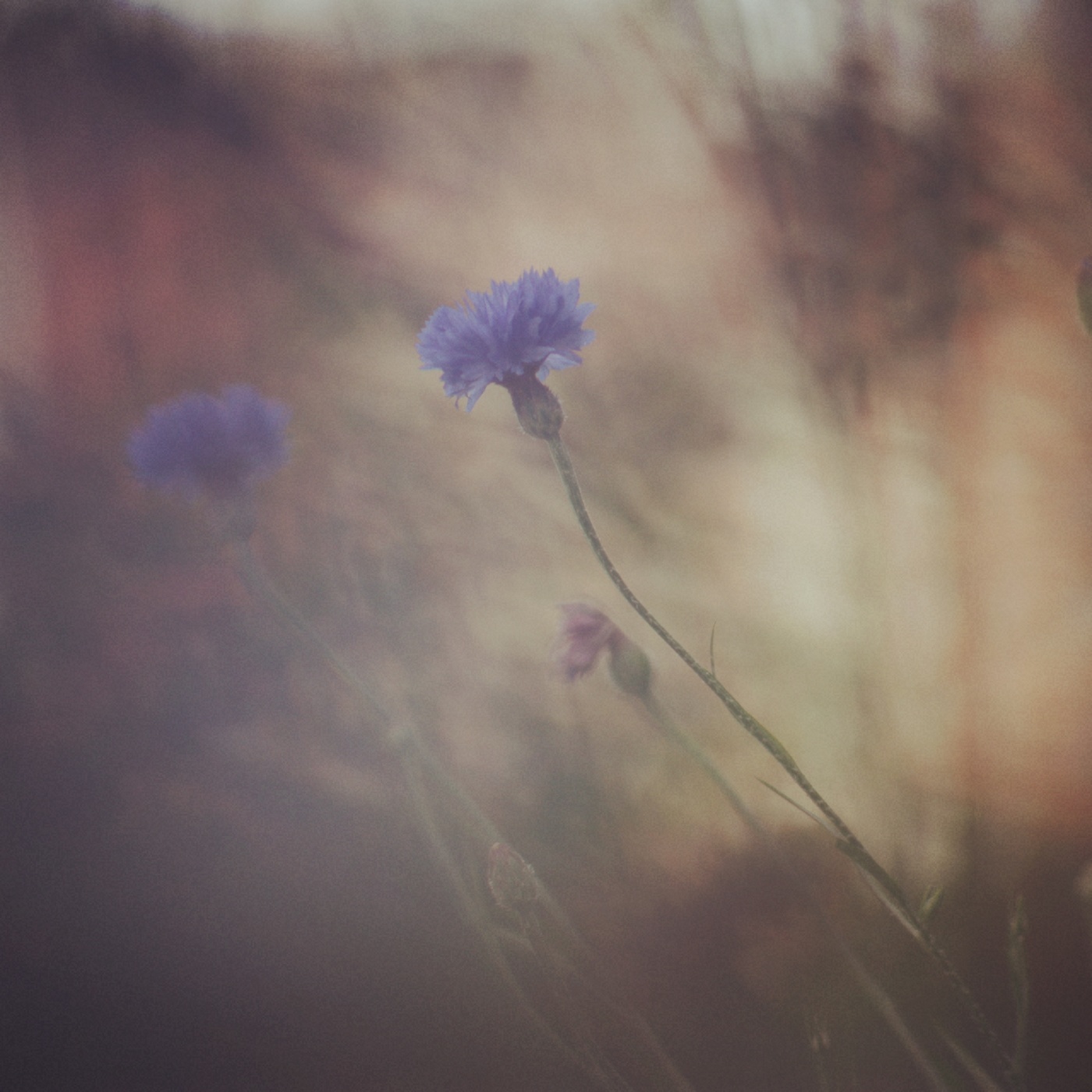 васильковое...