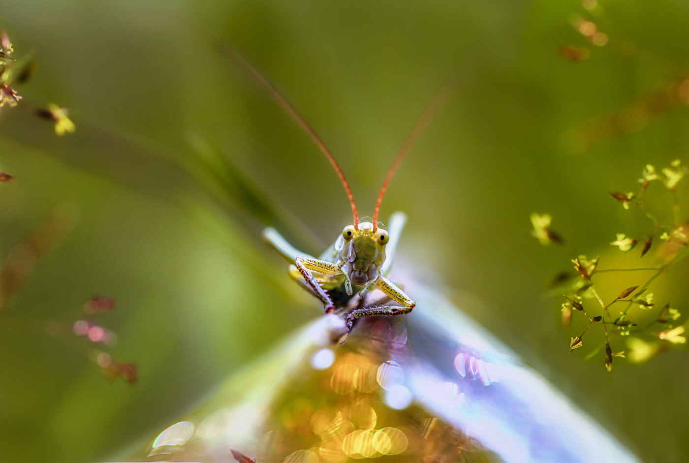 Рассказала про жизнь очень душевному кунечику....)