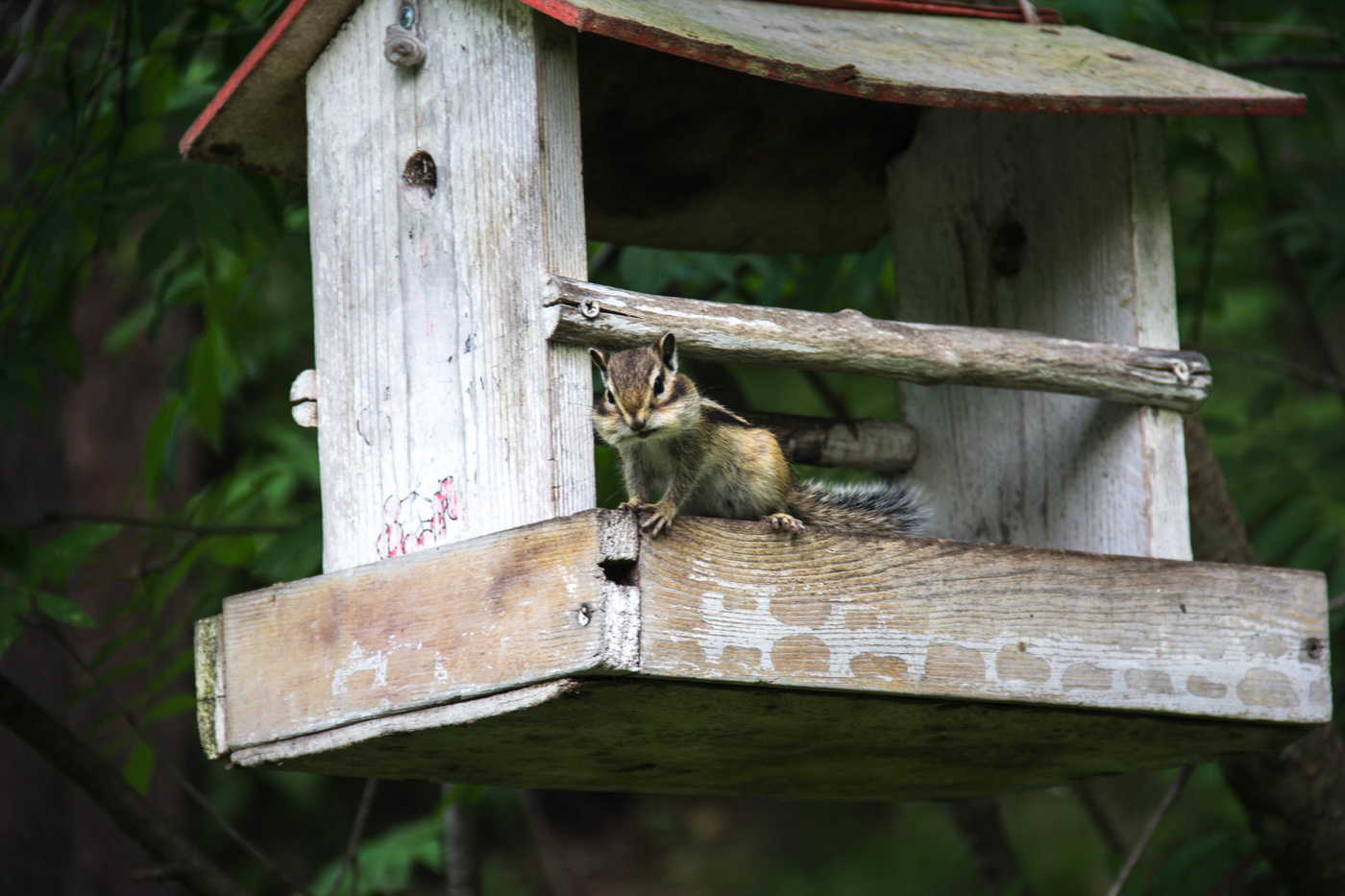 Чип или Дейл?