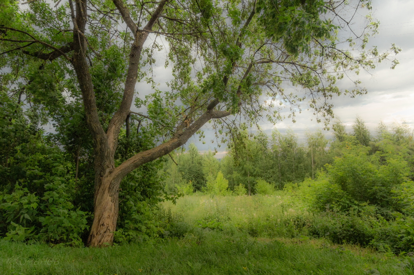 У старого дерева