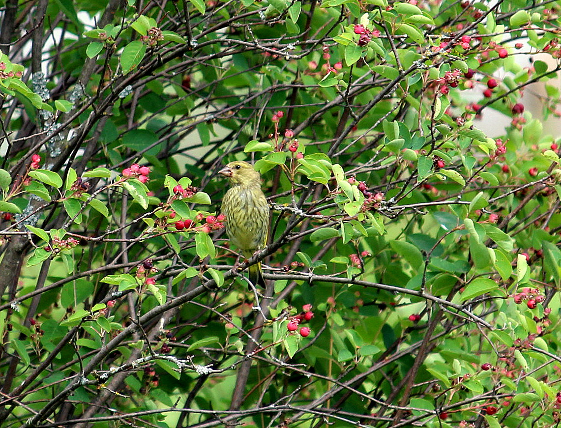 Замаскировался