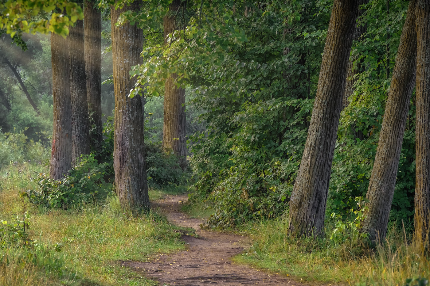 На рассветной тропинке