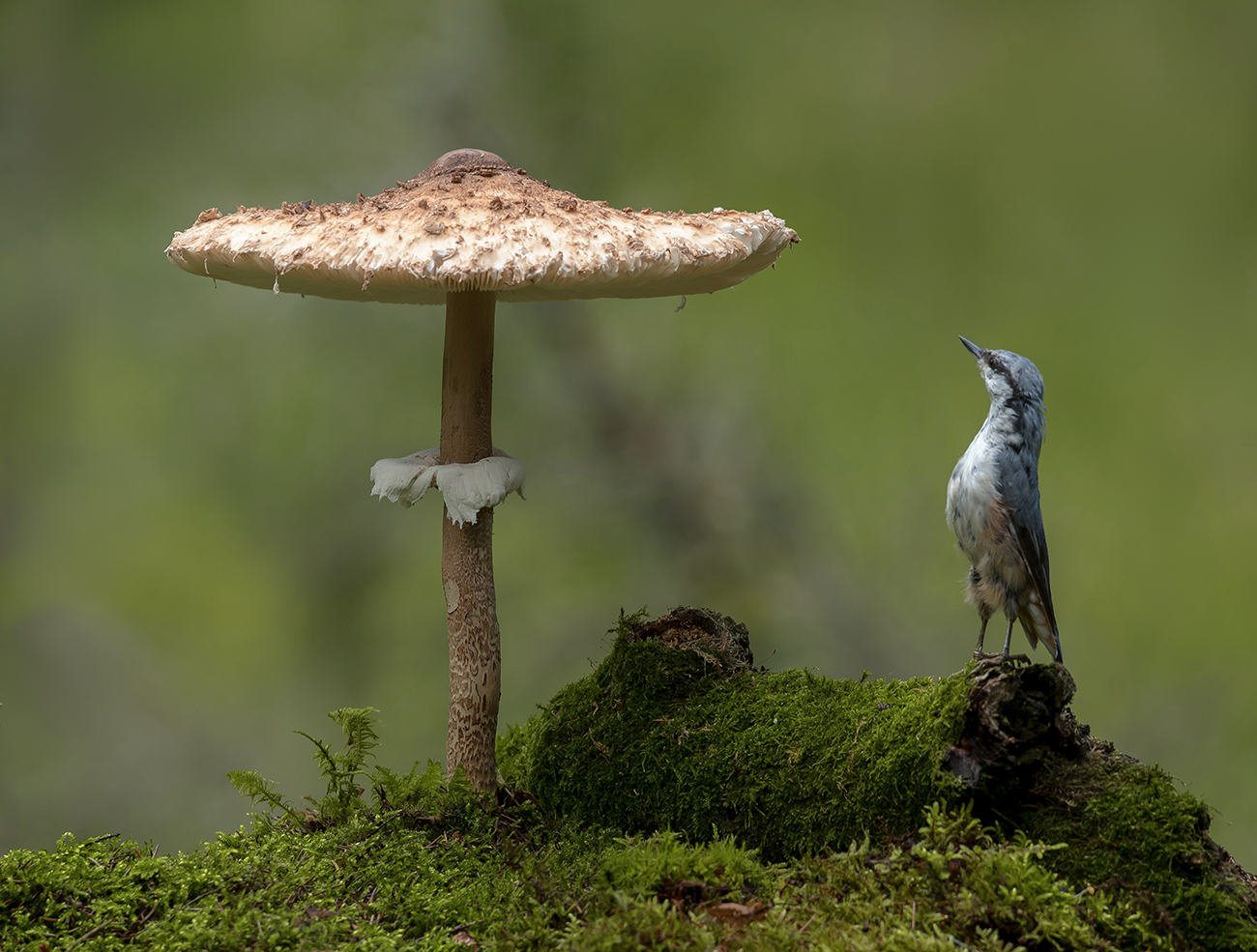 В стране больших грибов