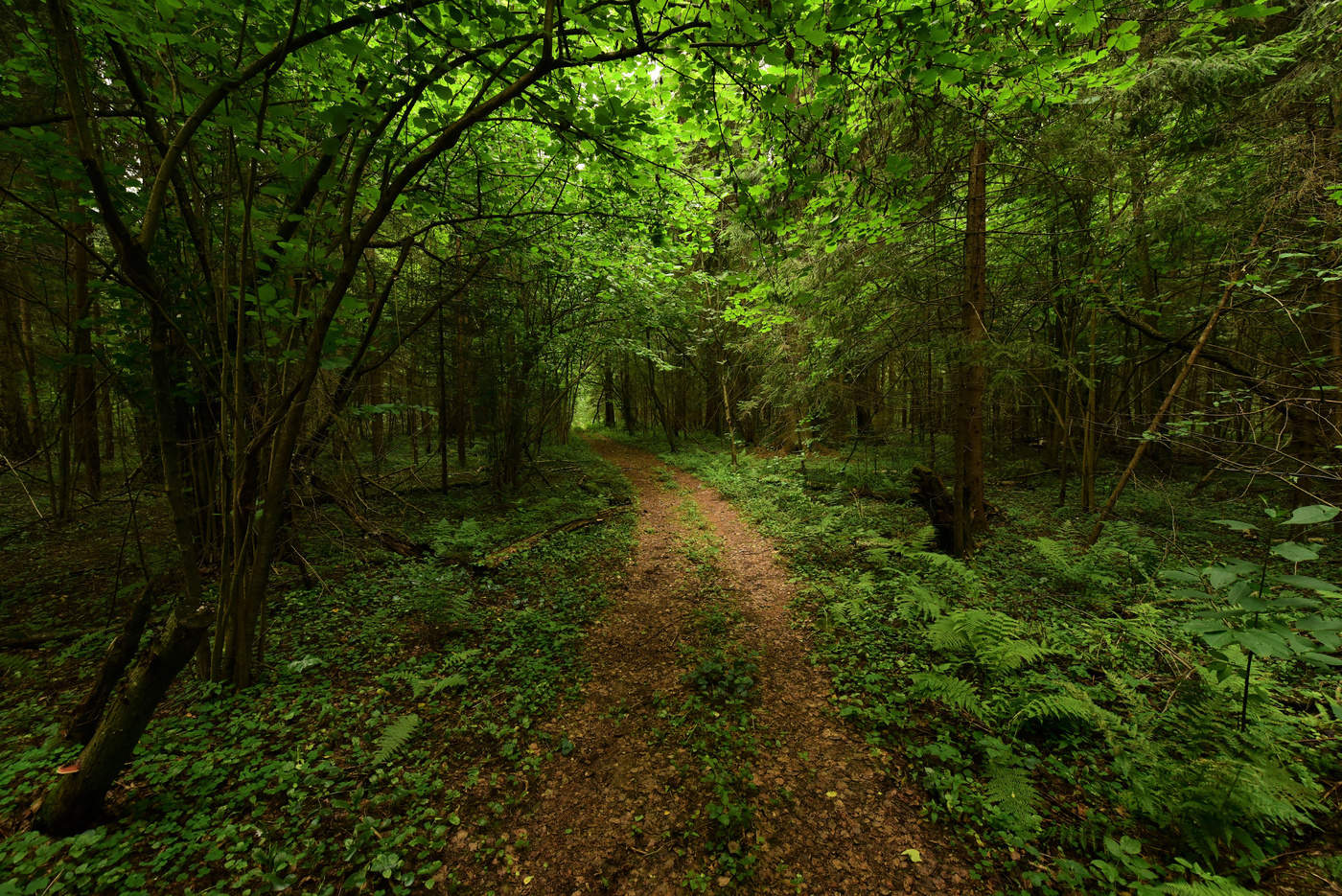 "Люблю дорожкою лесною, не зная сам куда брести..."