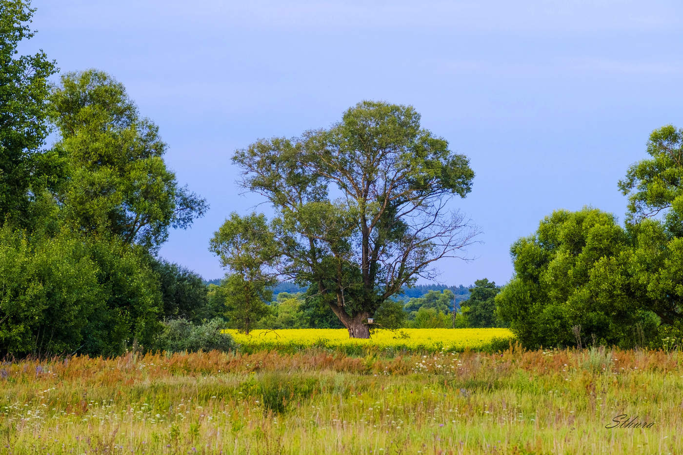Вечером в поле.