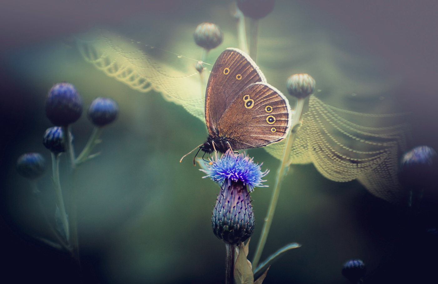 Бабочка Колечко...