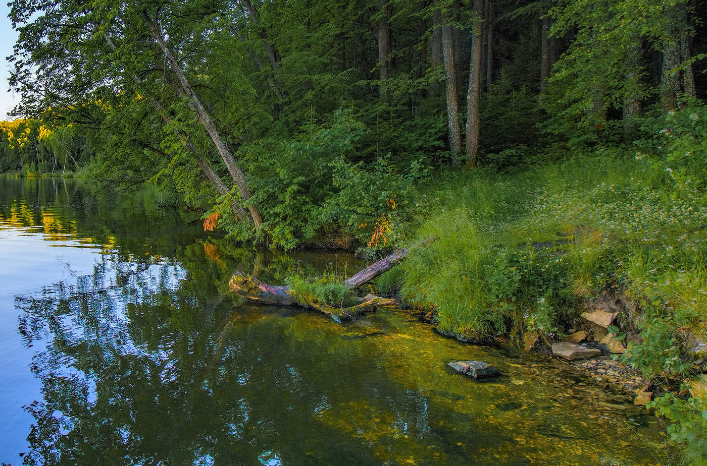 Зеленый берег