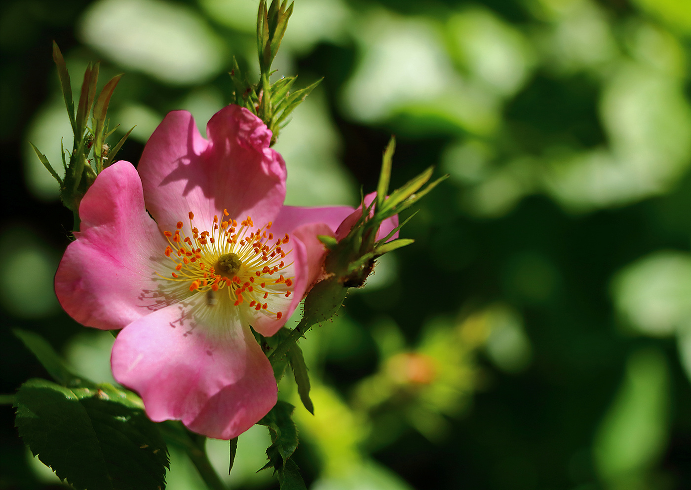 Шиповничек