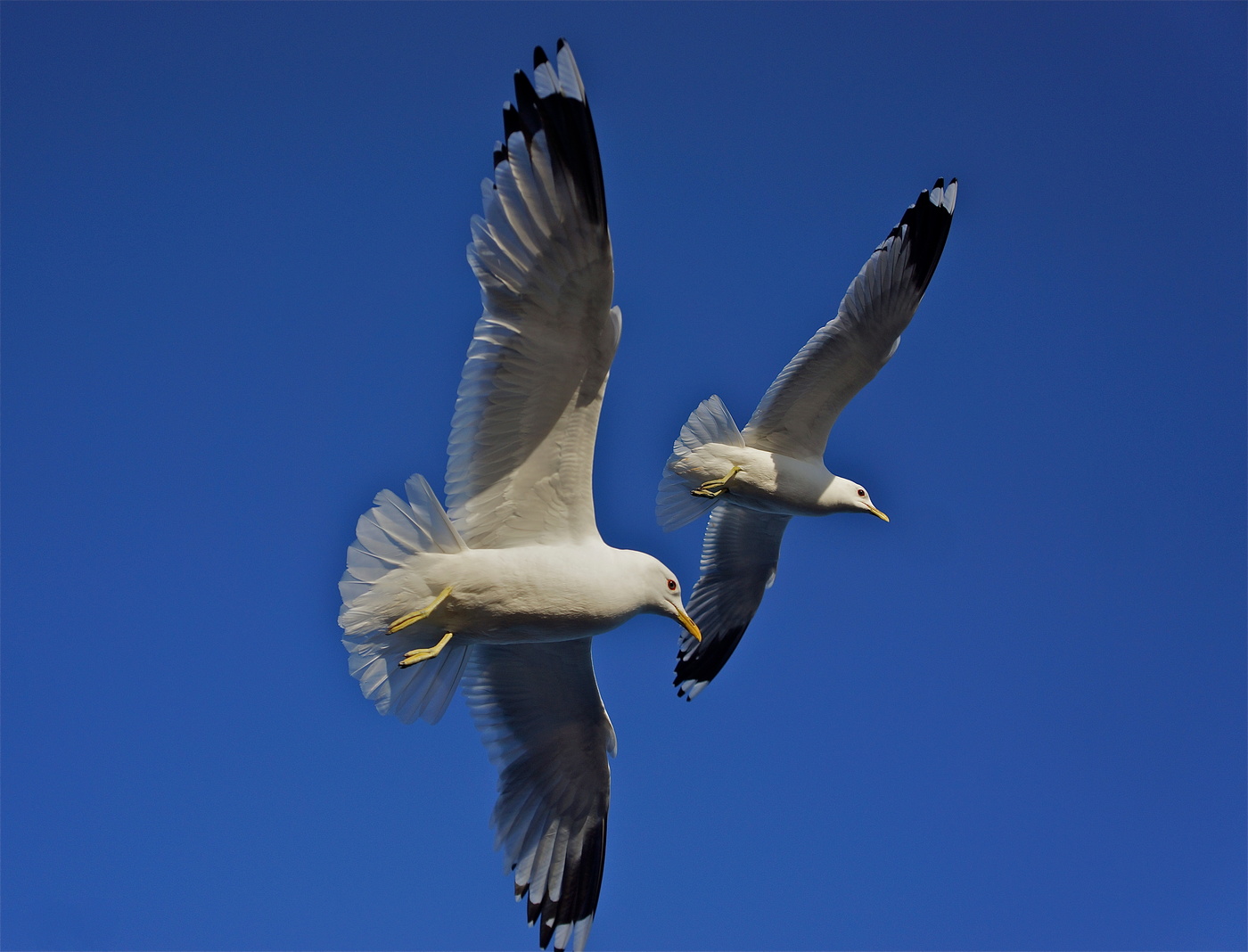 Красивые у чаек крылья!
