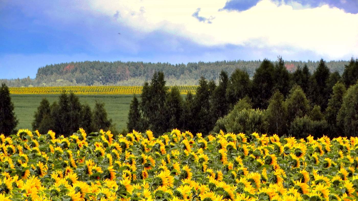 Июльская зарисовка