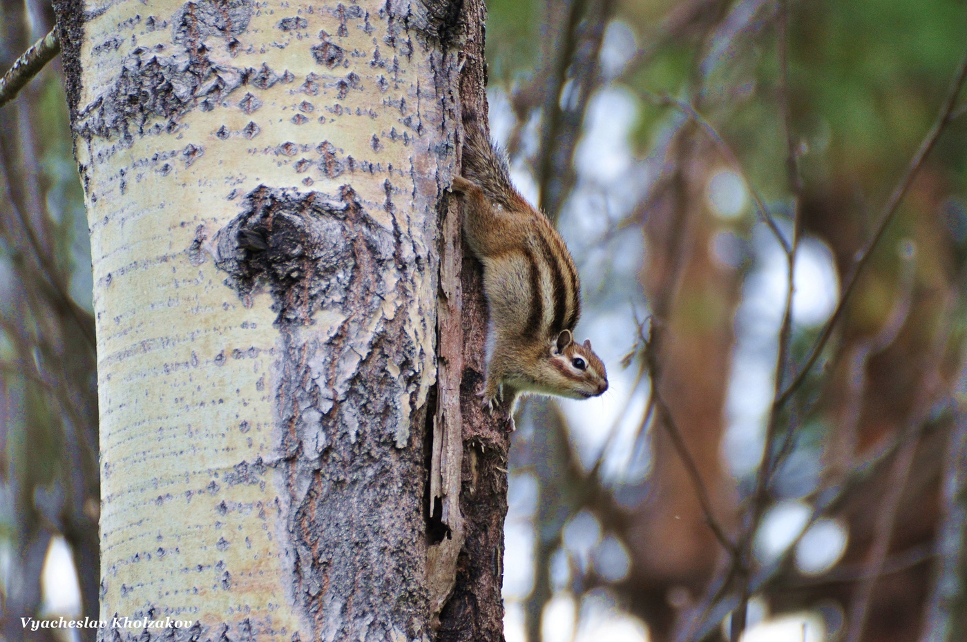 Бурундук наблюдается...