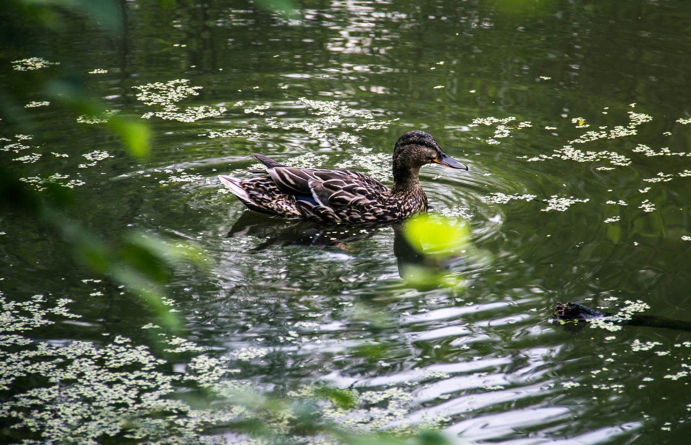 Утка на р.Кантат