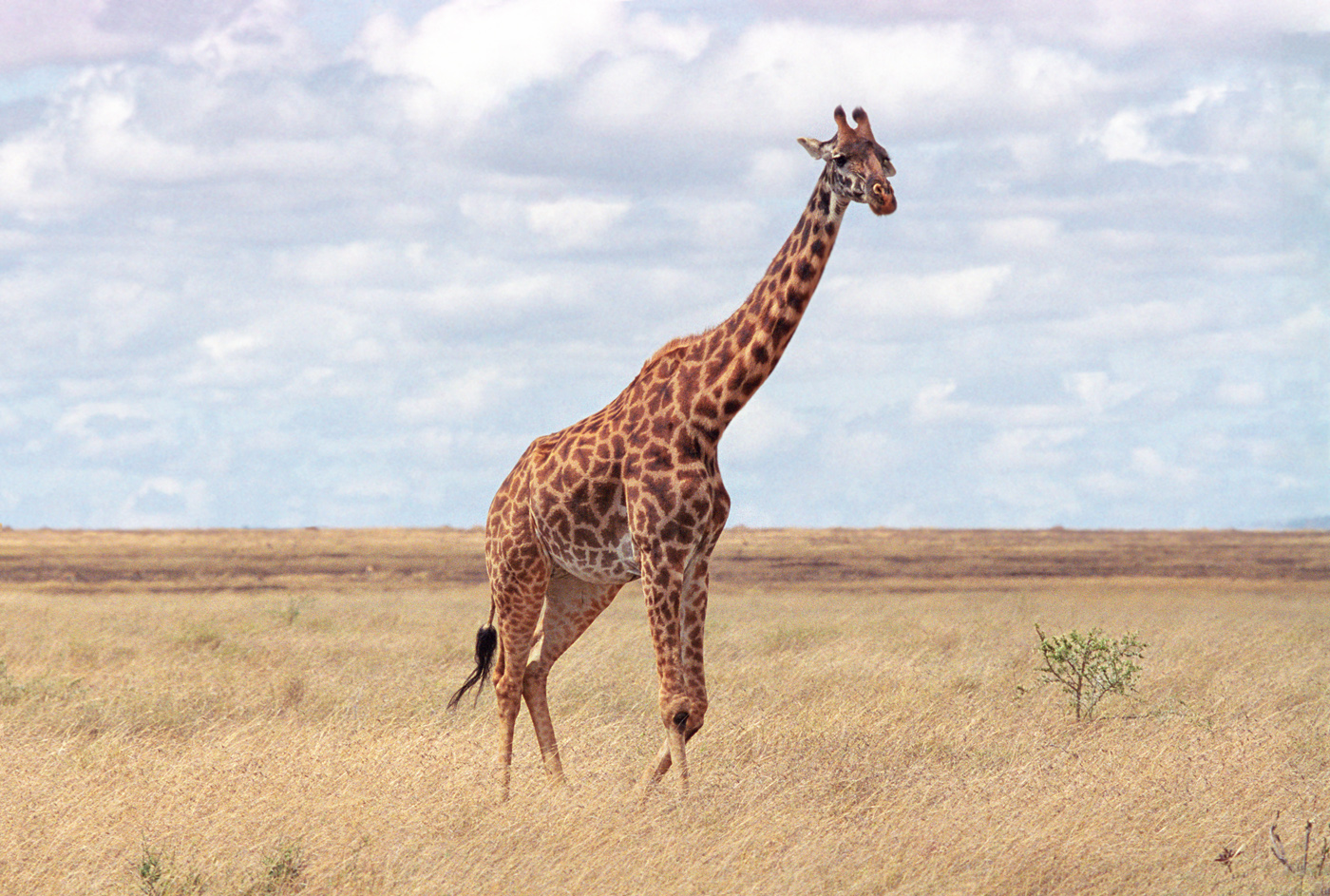 "Жираф большой - ему видней"