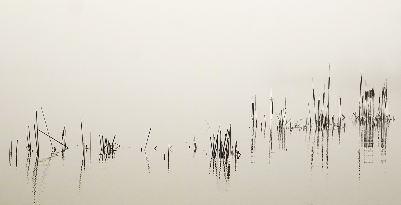 Камыш на озере.