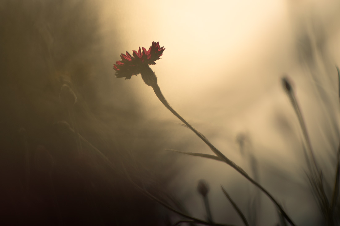 васильковое...