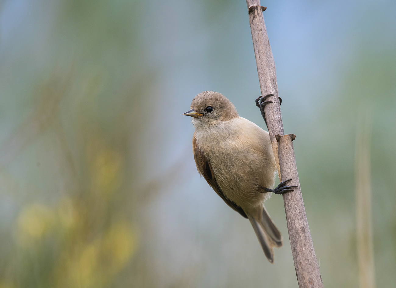 Ремез. "Подросток"
