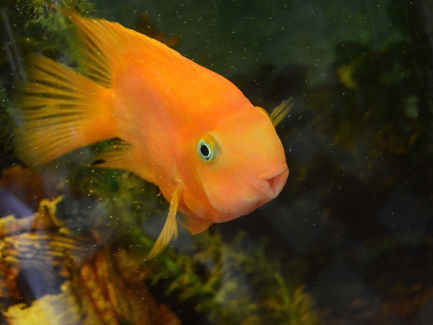 "Аквариум с рыбкою - все убранство ..."