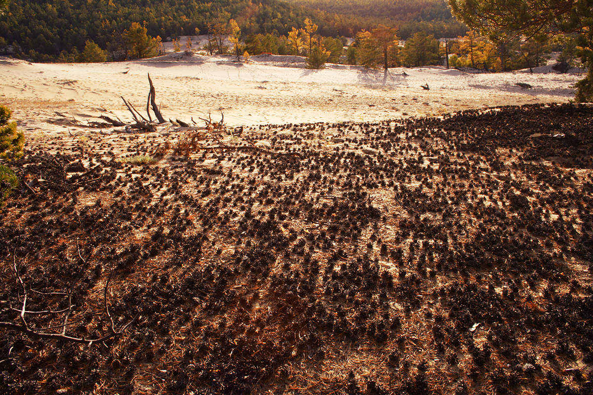 "Нашествие"...