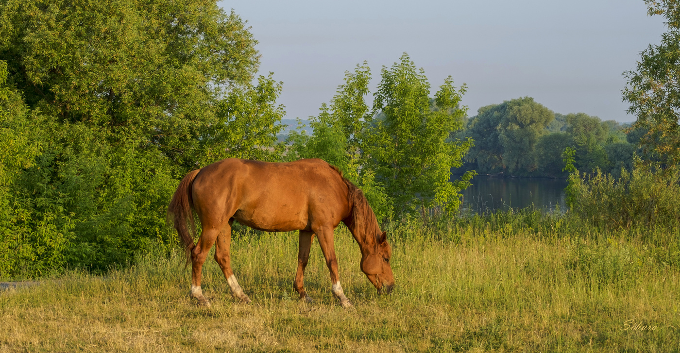 Лошадь у реки.