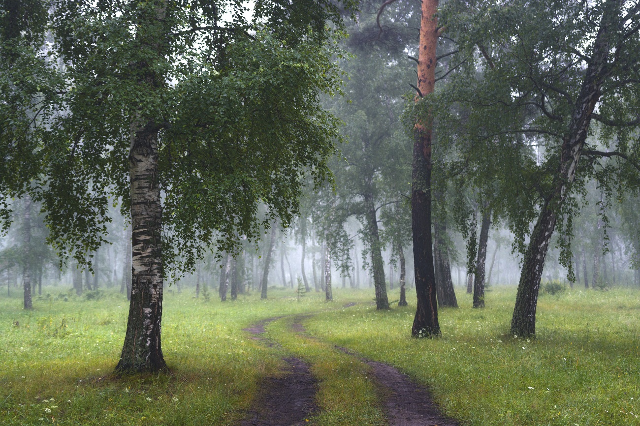 Утро в прохладном лесу.