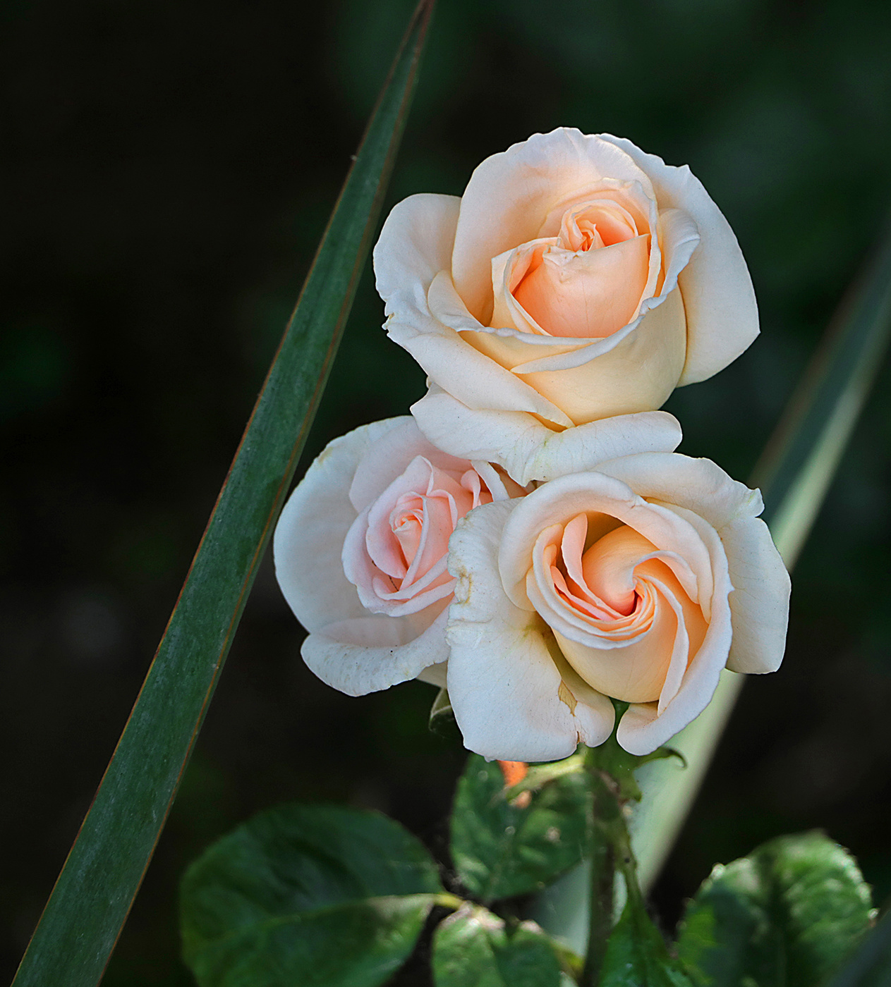 Трио нежности