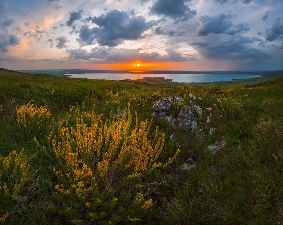Цветущий дрок