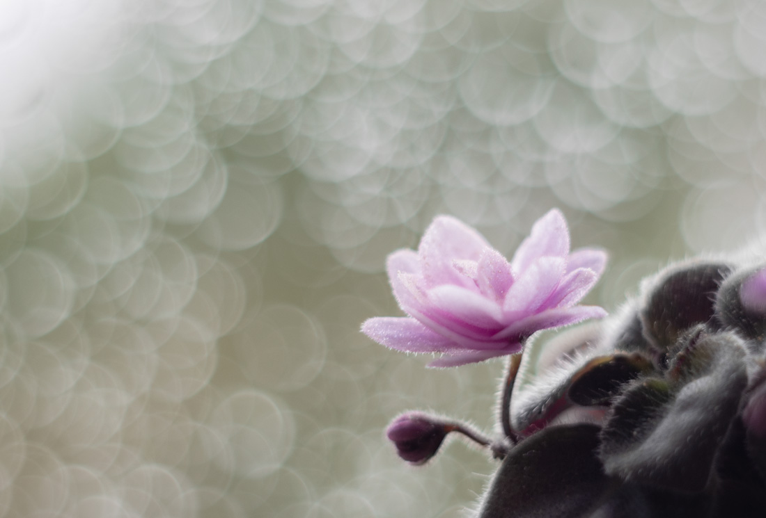 фиалковое...