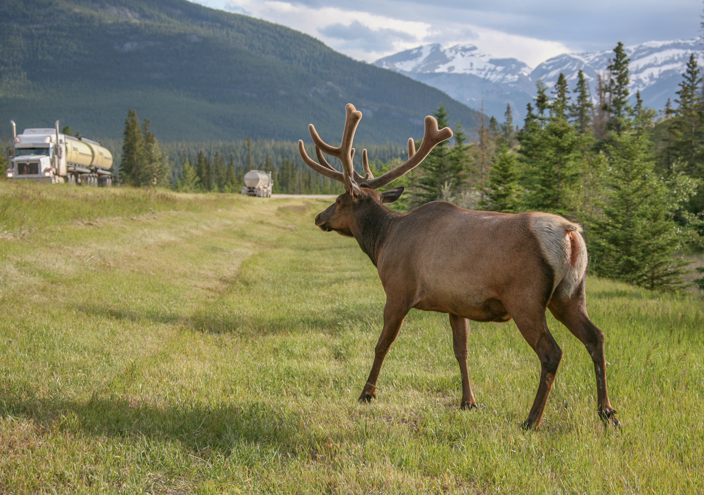 "Берегись автомобиля"