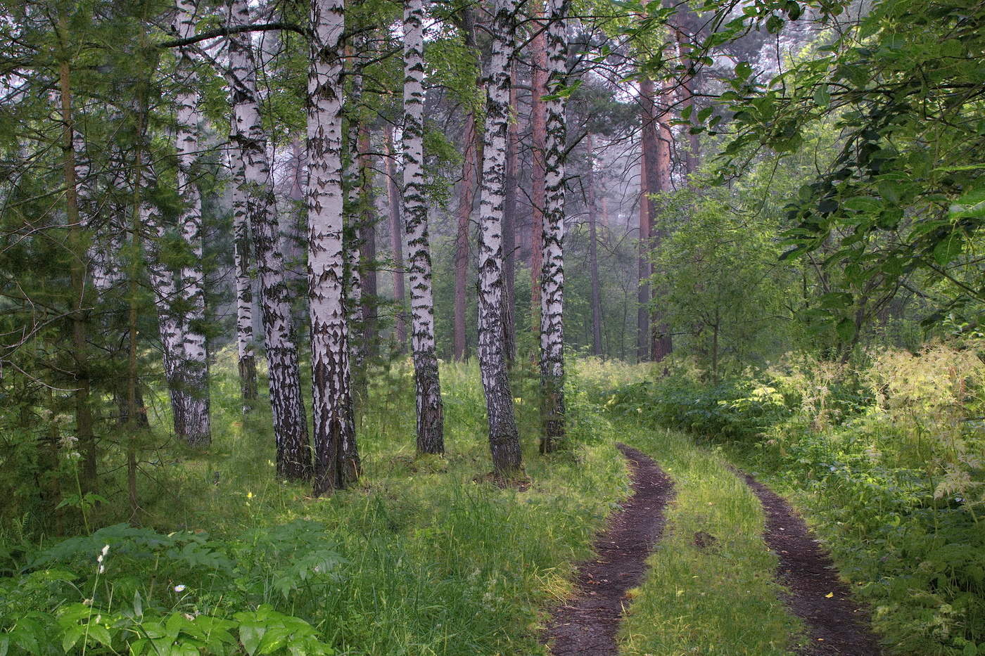 Утренний лес.