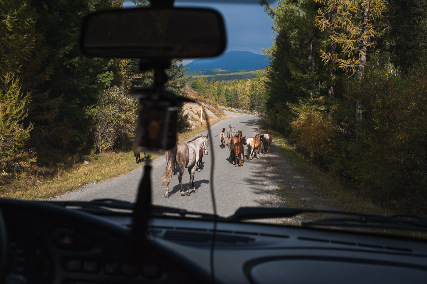 Берегись автомобиля