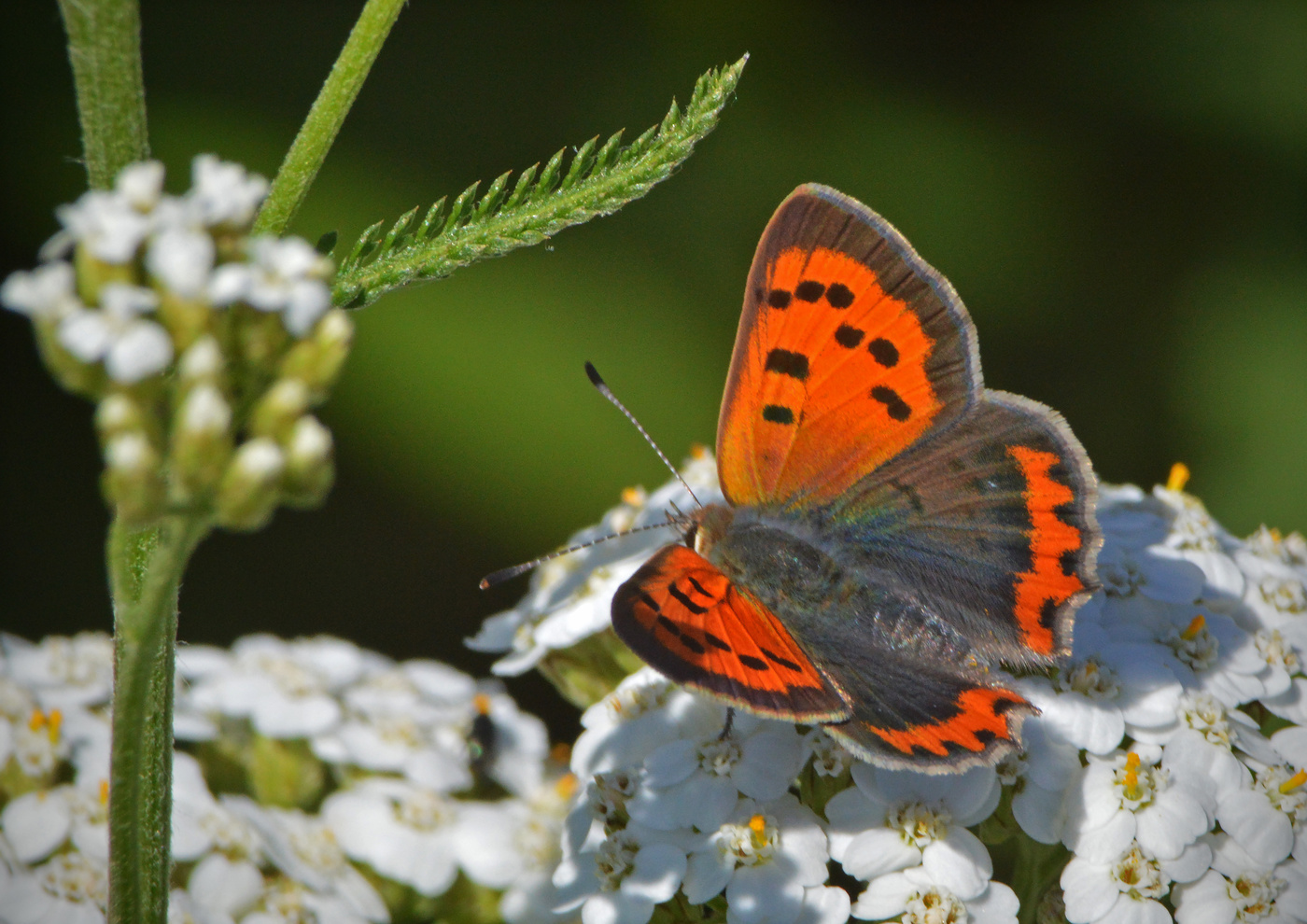 Червонец огненный.