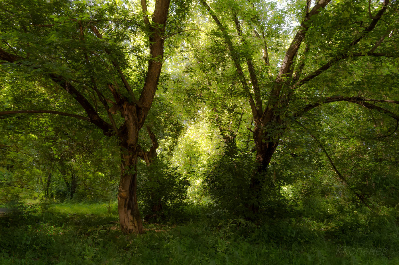 Весёлые деревья