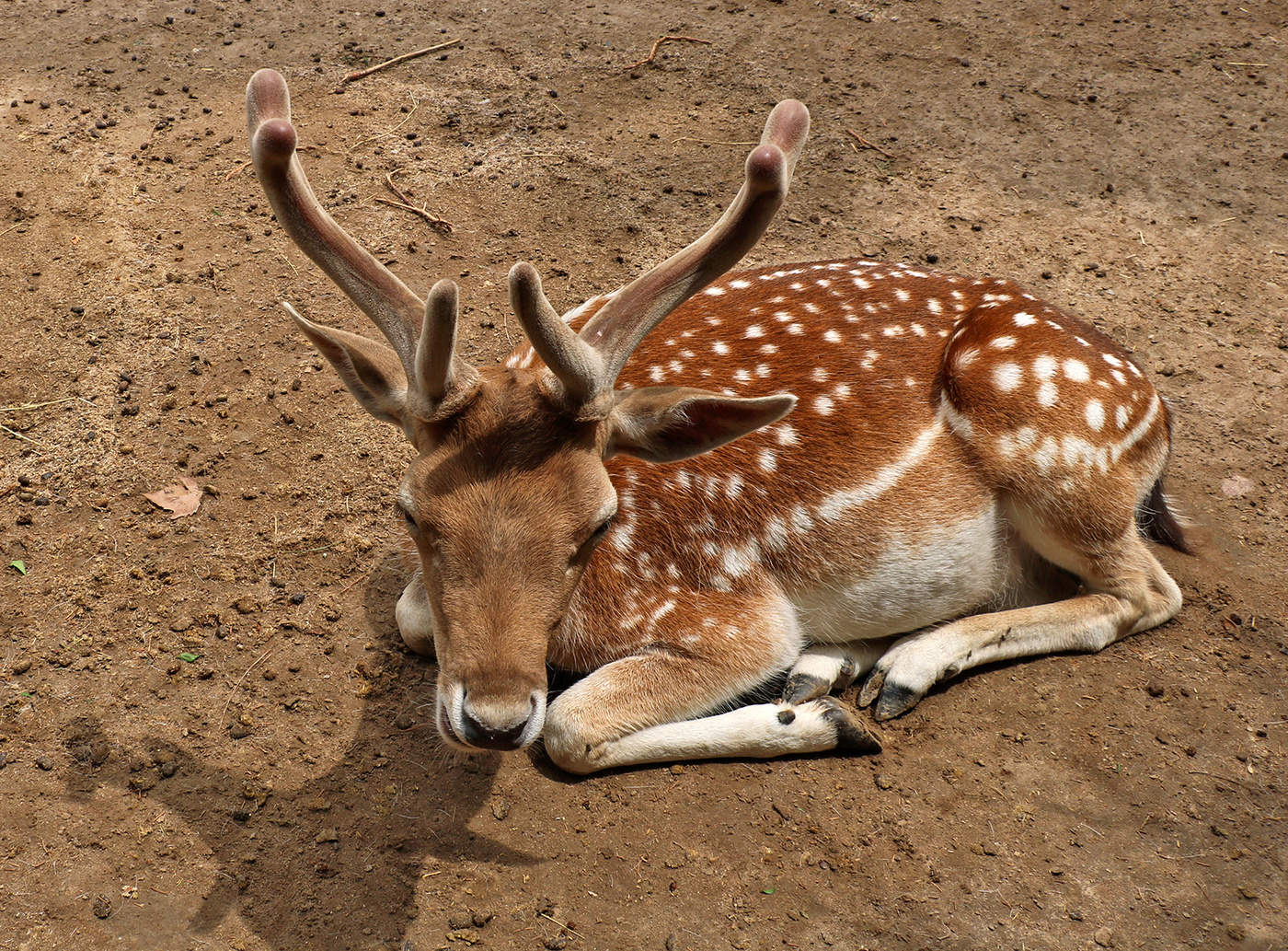 Грустный олешек