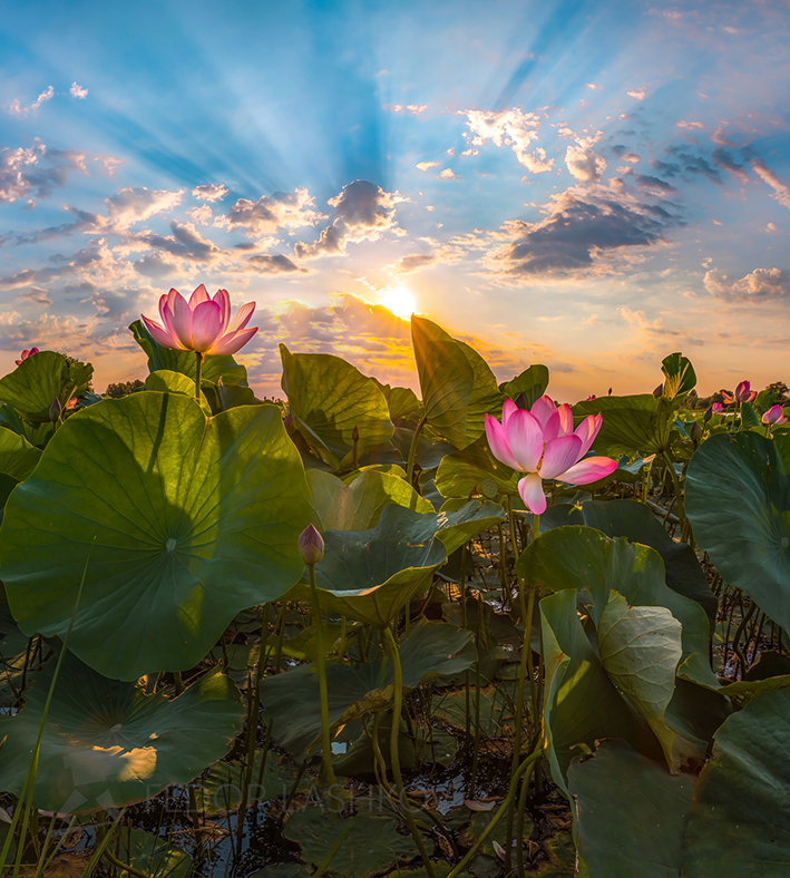 Лотосовый рассвет