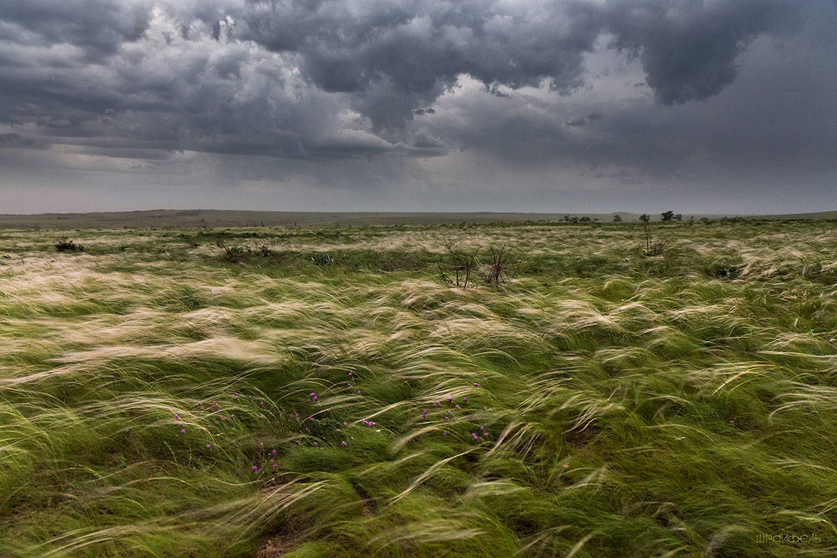 Ветер в степи