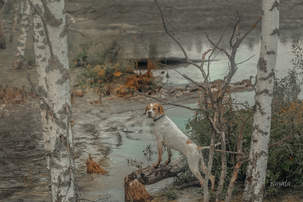 запах болота